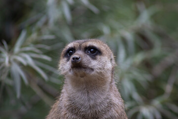 Fototapeta premium close up of a meerkat