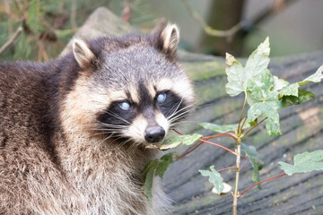 raccoon on a branch