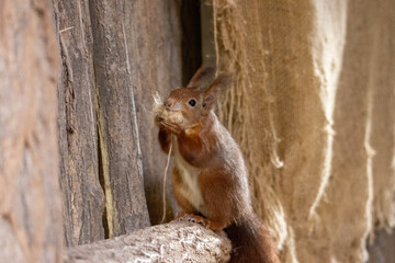 squirrel in the park