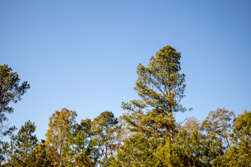 green branches against blue sky and moon