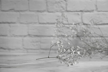 beautiful gypsophila flower on white brick wall