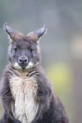 Fototapeta premium kangaroo in the zoo