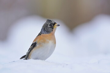 Brambling (Fringilla montifringilla) in its the snow. Songbird sitting on the ground. Winter scene with a song bird.