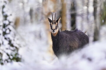 chamois in winter forest. Winter scene with horn animal. Rupicapra rupicapra. Animal from Alp.