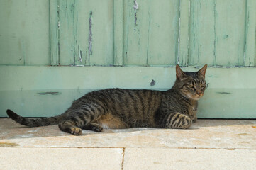 Gato y puerta turquesa