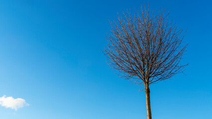 Round crowns of decorative small tree without leaves against the background of classic blue sky. Space for text.