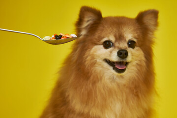 Obraz premium A spoonful of pills on the background of a happy dog's face. Animal treatment, vitamins for animals on a yellow background.