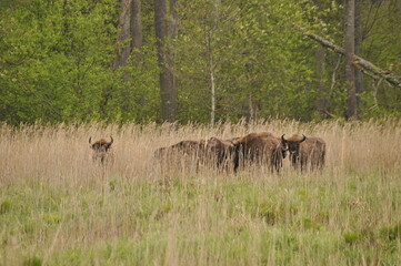 Fototapeta na wymiar European bison in the forest in the Białowieża Primeval Forest. The largest species of mammal found in Europe. Ungulates living in herds. Endangered species.
