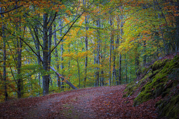 Colorful Autumn forest path with beech trees at Manteigas - Serra da Estrela - Portugal.