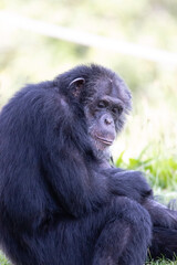 portrait of a baboon