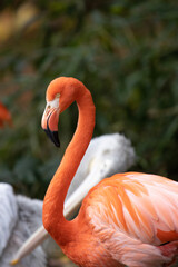 close up of a pink flamingo
