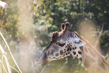 giraffe eating grass