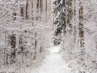 Forest in winter, lot of snow on the trees