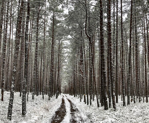 Fototapeta premium Winter forest in the snow, road in the winter forest