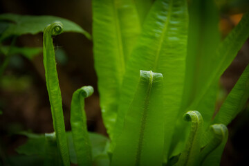tropical fern leaf