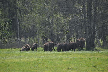 Naklejka premium European bison in the forest in the Białowieża Primeval Forest. The largest species of mammal found in Europe. Ungulates living in herds. Endangered species.
