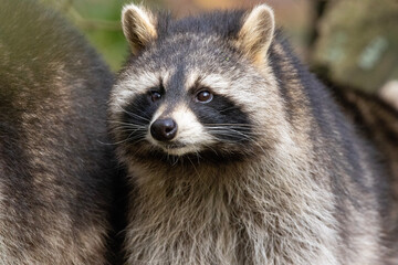 close up of a raccoon