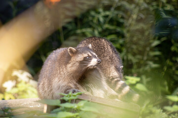 racoon on a tree