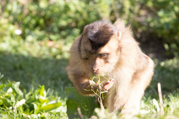 portrait of a macaque
