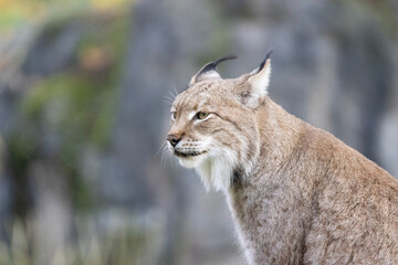 lynx in the woods