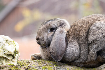 portrait of a rabbit