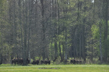 European bison in the forest in the Bialowieza Primeval Forest. The largest species of mammal found in Europe. Ungulates living in herds. Endangered species.