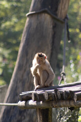 a long macaque