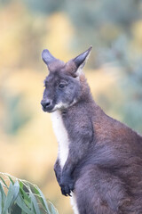 kangaroo in the grass