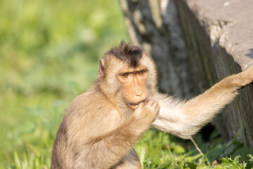 portrait of a macaque