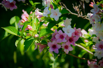 pink and white flowers