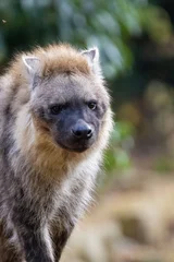 Poster portrait of a hyena © Marco