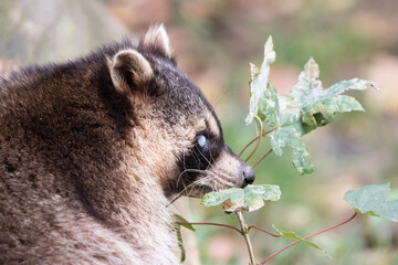 Obraz premium close up of a raccoon