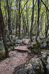 landscape of a forest with mountains and trees