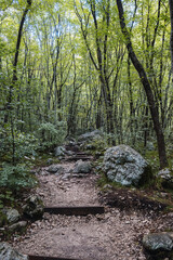 landscape of a forest with mountains and trees