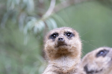 meerkat on guard