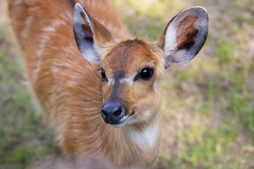 portrait of a antelope