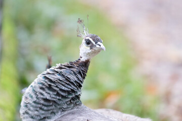 peacock