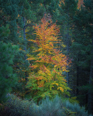 Hillside colorful autumn landscape at Manteigas - Serra da Estrela - Portugal.