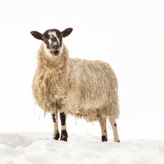Winter Sheep