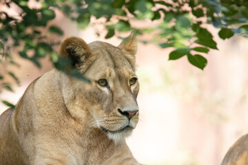 portrait of a lion