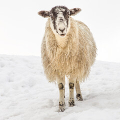Winter Sheep