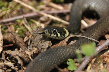 Grass snake. A non-poisonous snake that lives in Europe. Yellow spots on the back of the head are a hallmark.