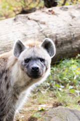hyena