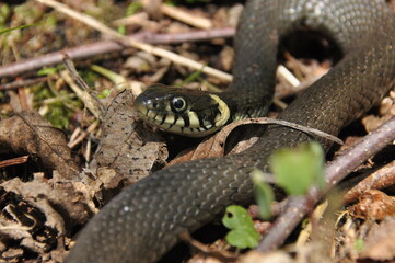 Fototapeta premium Grass snake. A non-poisonous snake that lives in Europe. Yellow spots on the back of the head are a hallmark.