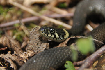 Grass snake. A non-poisonous snake that lives in Europe. Yellow spots on the back of the head are a hallmark.