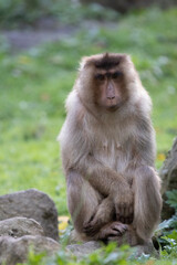 japanese macaque sitting on the ground