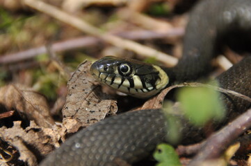 Grass snake. A non-poisonous snake that lives in Europe. Yellow spots on the back of the head are a hallmark.
