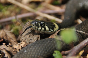 Grass snake. A non-poisonous snake that lives in Europe. Yellow spots on the back of the head are a hallmark.