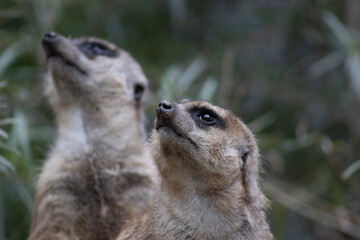 meerkat portrait