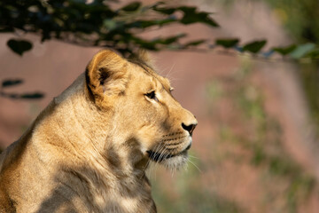 lion in the grass